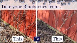 How To Care for Blueberry Bushes [snip, snip, snip!]