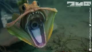 Robotic Sarcastic Fringehead Had To Open Its Big Mouth