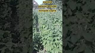 малина ремонтантная лучшие сорта #бизнеснаселе #бизнесвселе #бизнесвдеревне #малина #ежевика #клубни