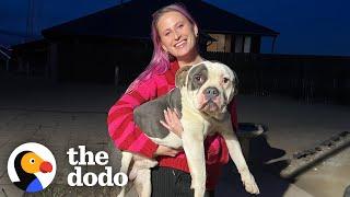 Girl Finds A Stray Pittie On The Way To Christmas Dinner | The Dodo