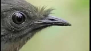 THE TING GOES SKRRRRA [Bird Edition/David Attenborough Version]