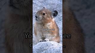 Cute Pika vs. Dirty Pika?