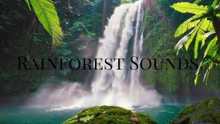 Rainforest Sounds for Relaxation  Sleep Better, Focus Longer, and Relieve Stress – Watch Now!