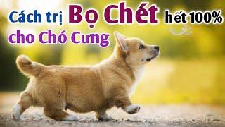 Cách trị Bọ Chét cho Chó Cưng hết 100%.PHAN HẢI Channel