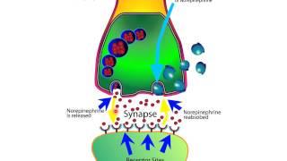 How SNRIs Work