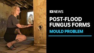 Flood-affected areas beset by growing fungus | ABC News