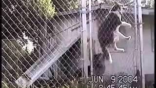 Pugsley Jumps The Fence