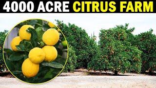 Worlds largest Citrus Farm | Totai Citrus | Lemon Farming / Citrus Farming