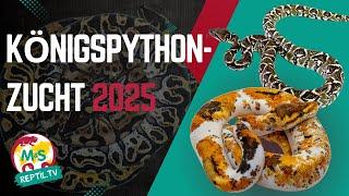  Ball python breeding 2025: Our most exciting projects! 