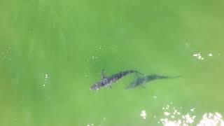 Hamptons Drone Captures Sharks and Schools of bait 50ft from Shore- 8/6/23