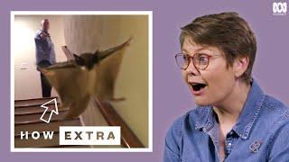 Animal Smarts That'll Blow Your Mind | REACTION | How Deadly | ABC Science