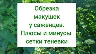 Обрезка макушек  Надо ли ? . + и - сетки теневки.