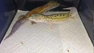 Leopard Geckos Breeding: Tail Shaking; Emerine Enigma Meets Mack Snow