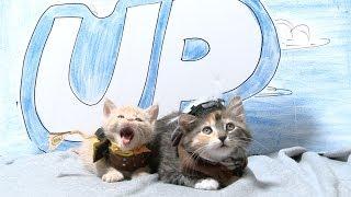 Disney Pixar's Up (Cute Kitten Version)