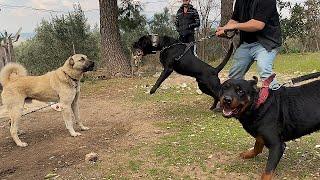 Hades Marla ile Kangal Çiftliğini BASTIK ORTALIK KARIŞTI!! Rottweiler VS Kangal