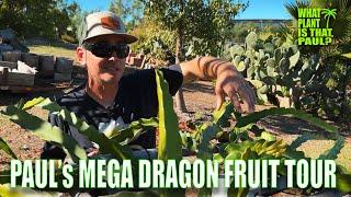 PAULs MEGA DRAGON FRUIT TOUR ( FULL TOUR ) / OVER 300 VARIETIES