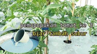 Pemupukan tomat servo F1 biar makin subur .