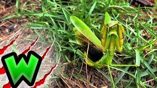 ANGRY Praying Mantis Gives Me a Chomp! | Can I Catch It?