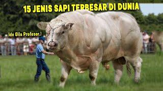 SAPI MONSTER 2 TON SEBESAR GAJAH.! 15 Jenis Sapi Terbesar di Dunia ~ Sapi Kurban 2024