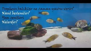 #tropheus #akvaryum #ikola     Tropheus balıkları ne zaman yavru verir? Nasıl beslenir?