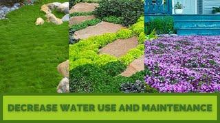 LAWN SUBSTITUTES | GRASS ALTERNATIVES | GROUND COVERS | Hard at First, Later Much Easier