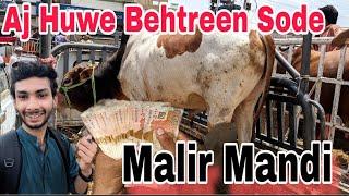 Kitne Sode Huwe Aj | Malir Mandi Karachi Cattle Rates Updates | 4-Jun-2024 | Cow Mandi 2024