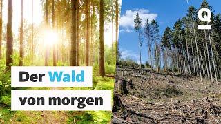 Waldsterben verhindern: So wichtig ist unser Wald | Quarks