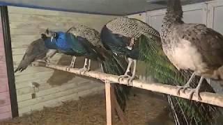 Содержание павлинов зимой/Winter maintenance peacocks