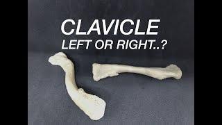 CLAVICLE - SIDE DETERMINATION