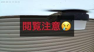 【閲覧注意】チョウゲンボウによるツバメの巣襲撃（2023/6/10）