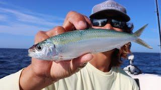 How to catch THOUSANDS of BAIT and keep them ALIVE FOR YEARS! (Catching Live Bait)