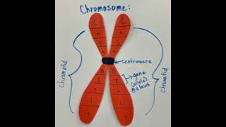 Modeling A Chromosome Structure