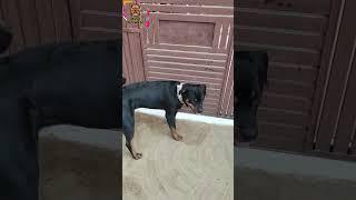 Daster funny moments.. #rottweiler #dog #viral