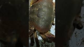 kepiting racun/poison crab????