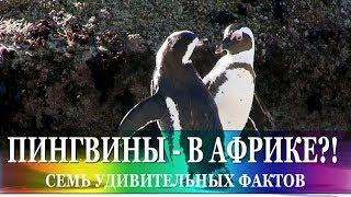 Пингвины - в Африке?! Где и как живут маленькие африканские (очковые) пингвины