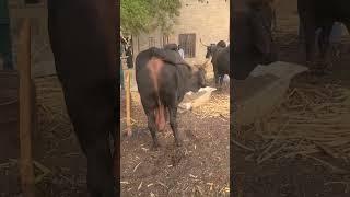 Alll cows available for new 2.5 million  Red bororo  Nigeria breed