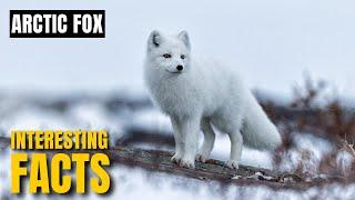 Amazing facts of  Arctic fox | Interesting Facts | The Beast World