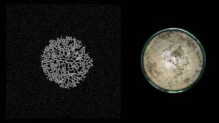 MYCELIUM // Growth : timelapse