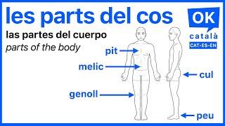 Les parts del cos | Las partes del cuerpo | OK CATALÀ | CAT-ES-EN