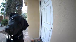 Confused Pup Looks for His Mom in the Ring Video Doorbell | RingTV