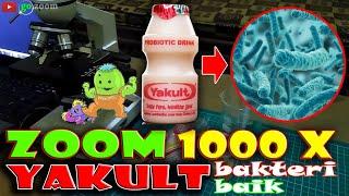 ZOOM 1000X YAKULT BAKTERI BAIK II GOOD BACTERIA IN YAKULT UNDER MICROSCOPE