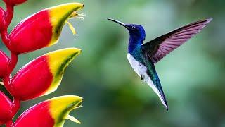 The Female White-necked Jacobin is a Cross Dresser?!