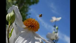 Busy Bees Buzzing the Juliette Poppies