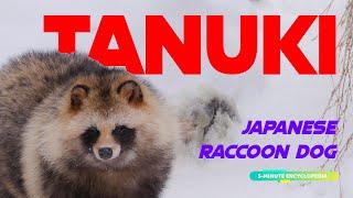 TANUKI the Japanese Raccoon Dog - 5-Min Encyclopedia
