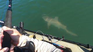 First Shark Caught in a kayak in Lake Macquarie