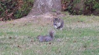 wild Cat Hunting Squirrel high speed chasing