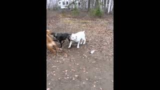 My sharpei and bulldog playing