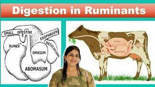 Digestion in Ruminants