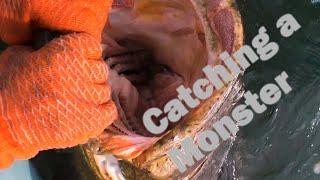 Catching a  Goliath Grouper