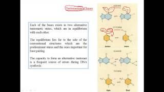 Tautomerization of bases